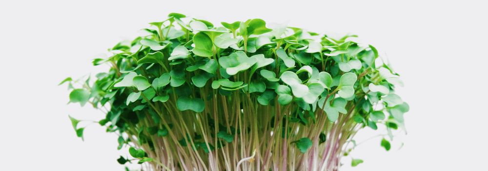 grow your own microgreens